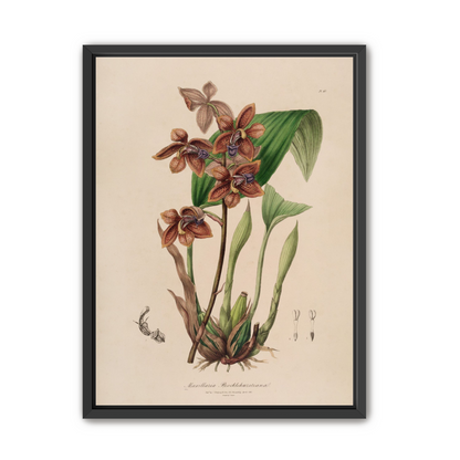 Speckled orchids on pale paper