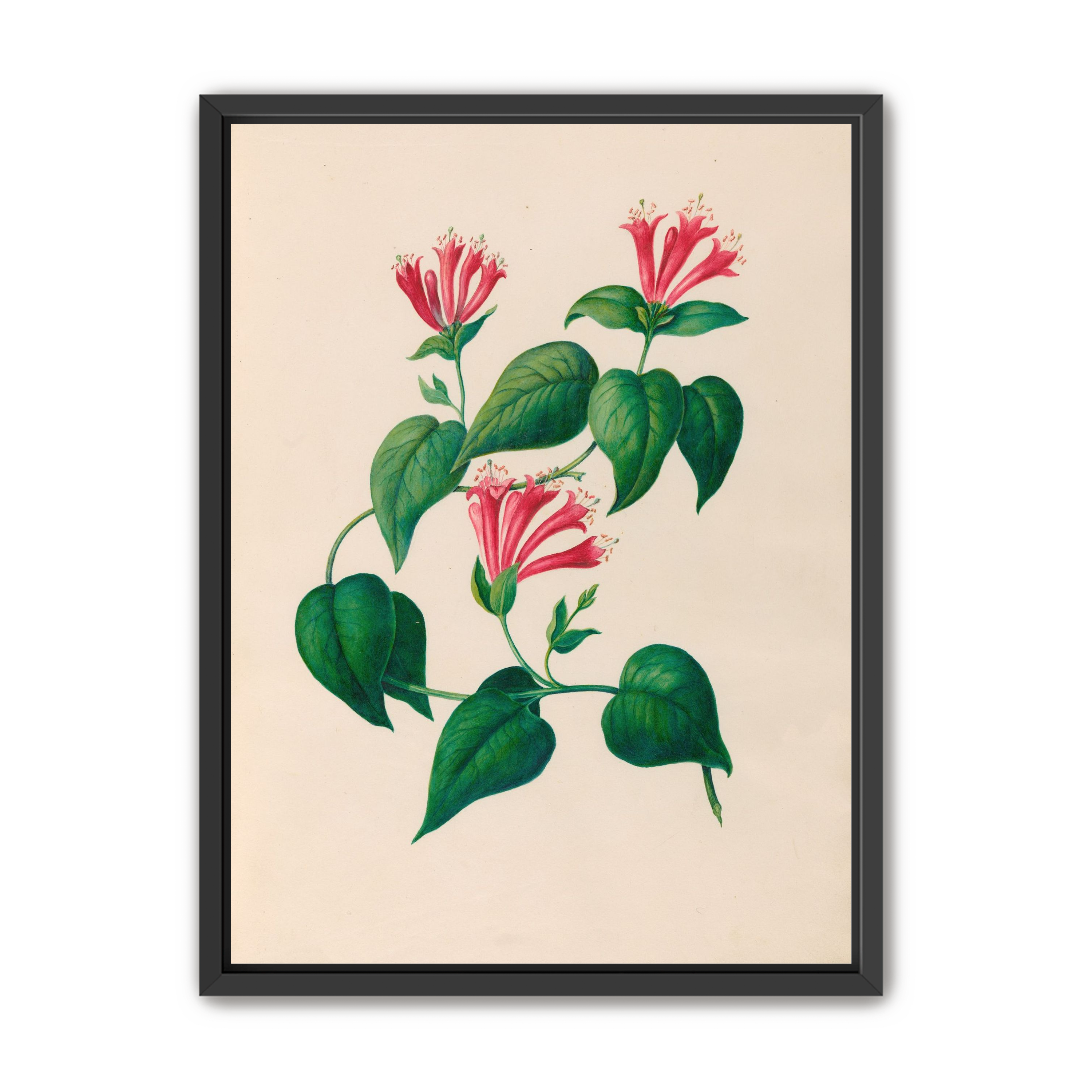 Three trumpets on a vine