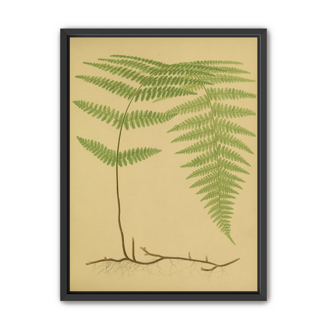 Green frond on tan paper