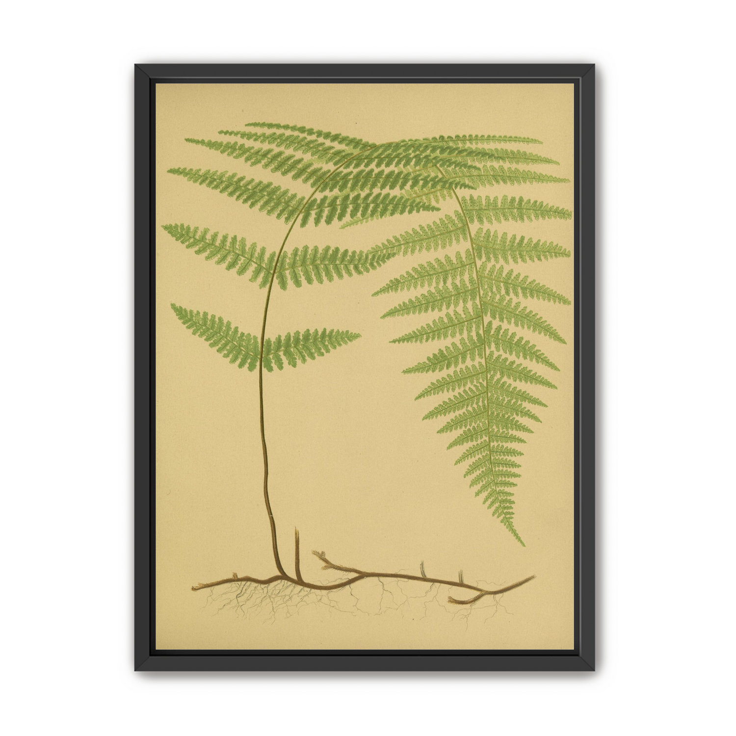 Green frond on tan paper