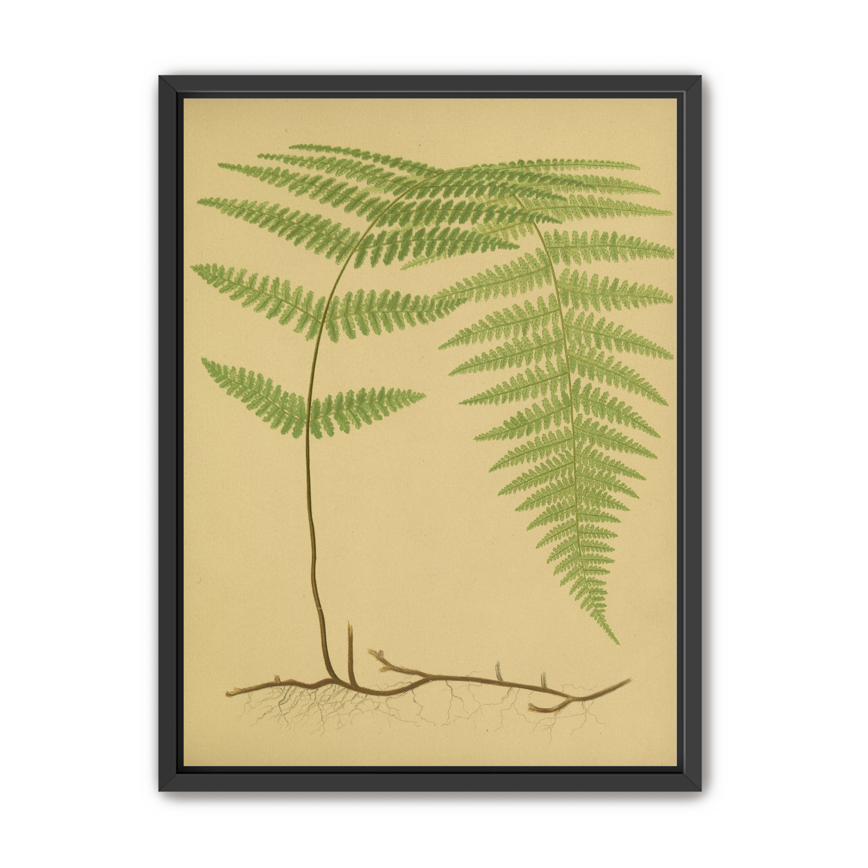 Green frond on tan paper