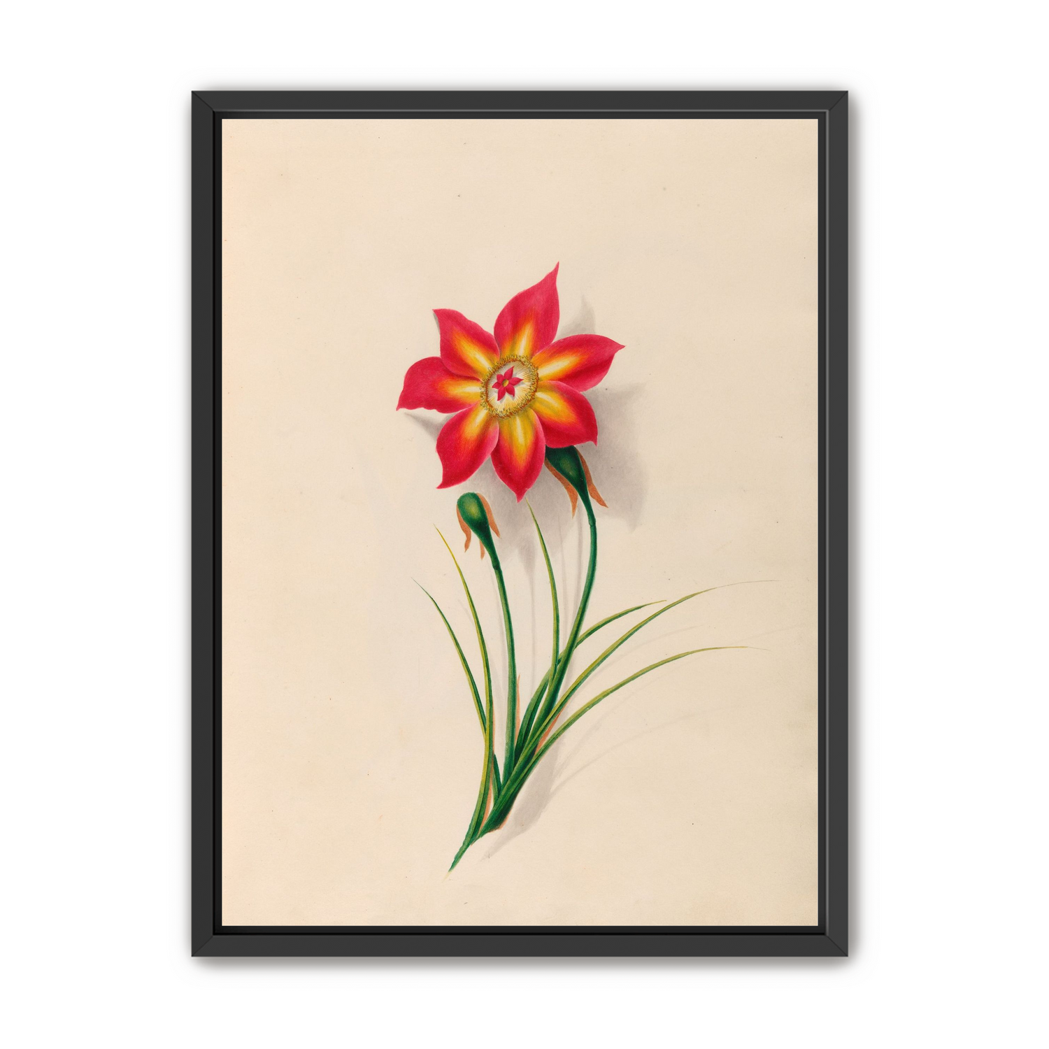 One flower above two buds