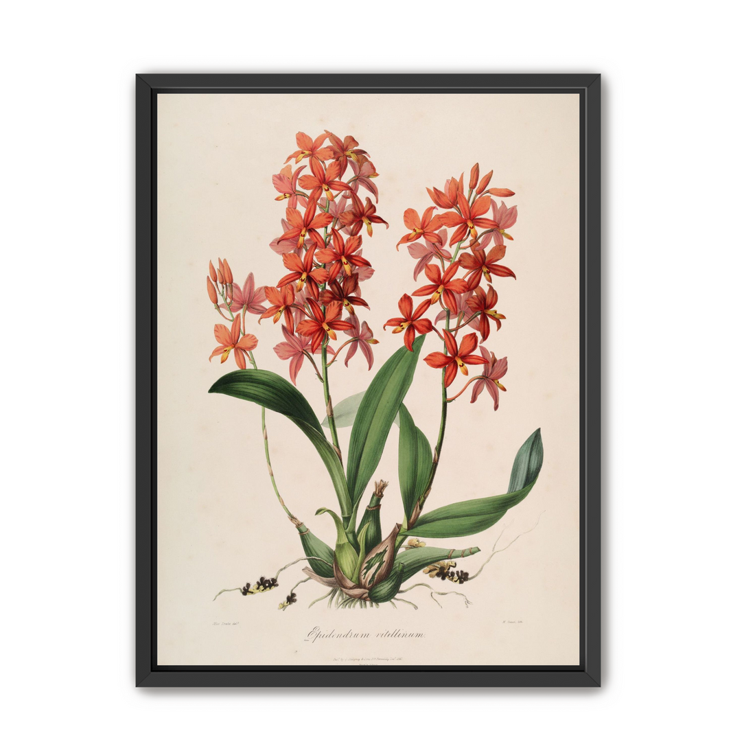 Red orchids on white paper