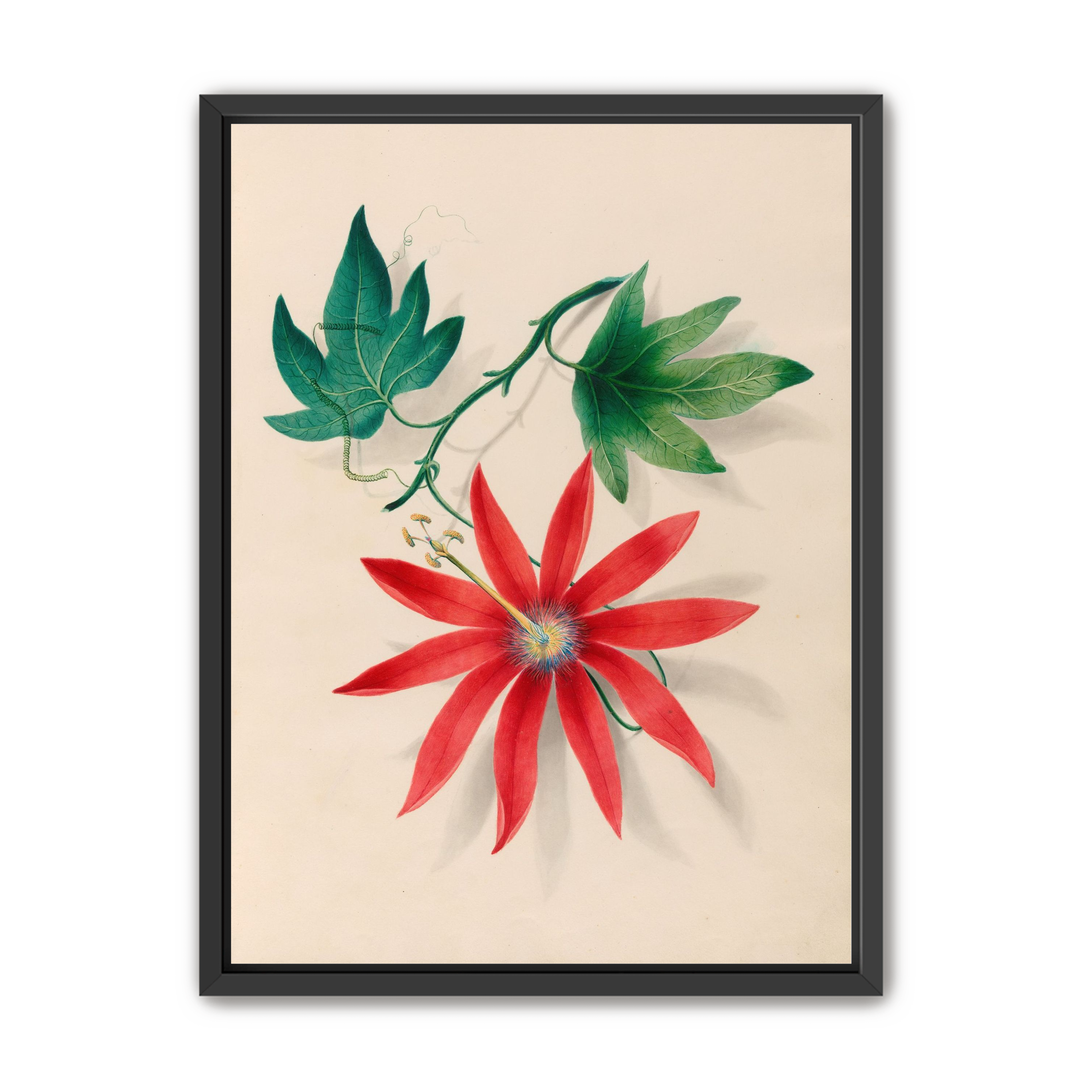 Red bloom on green vine
