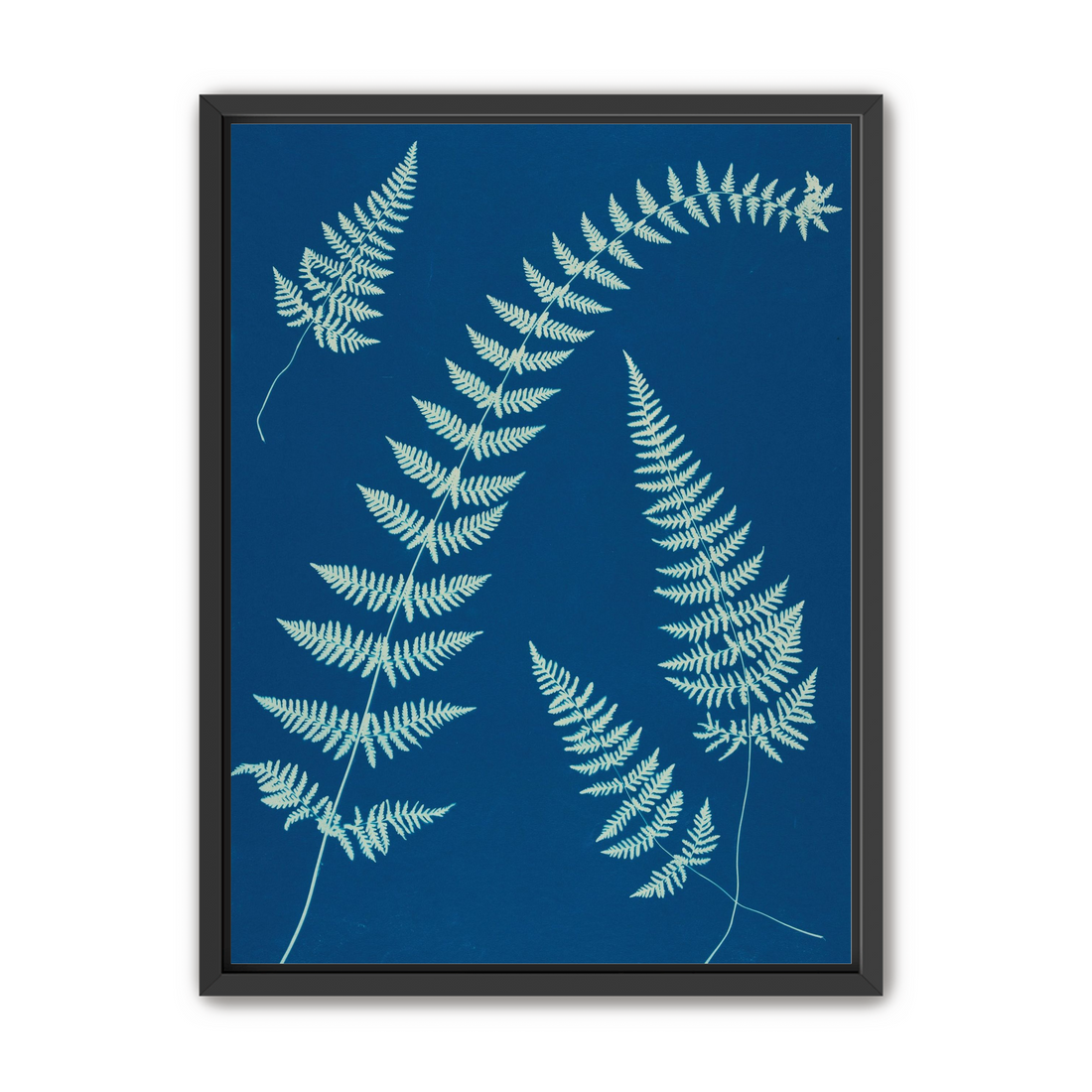 Fern shadows in blue