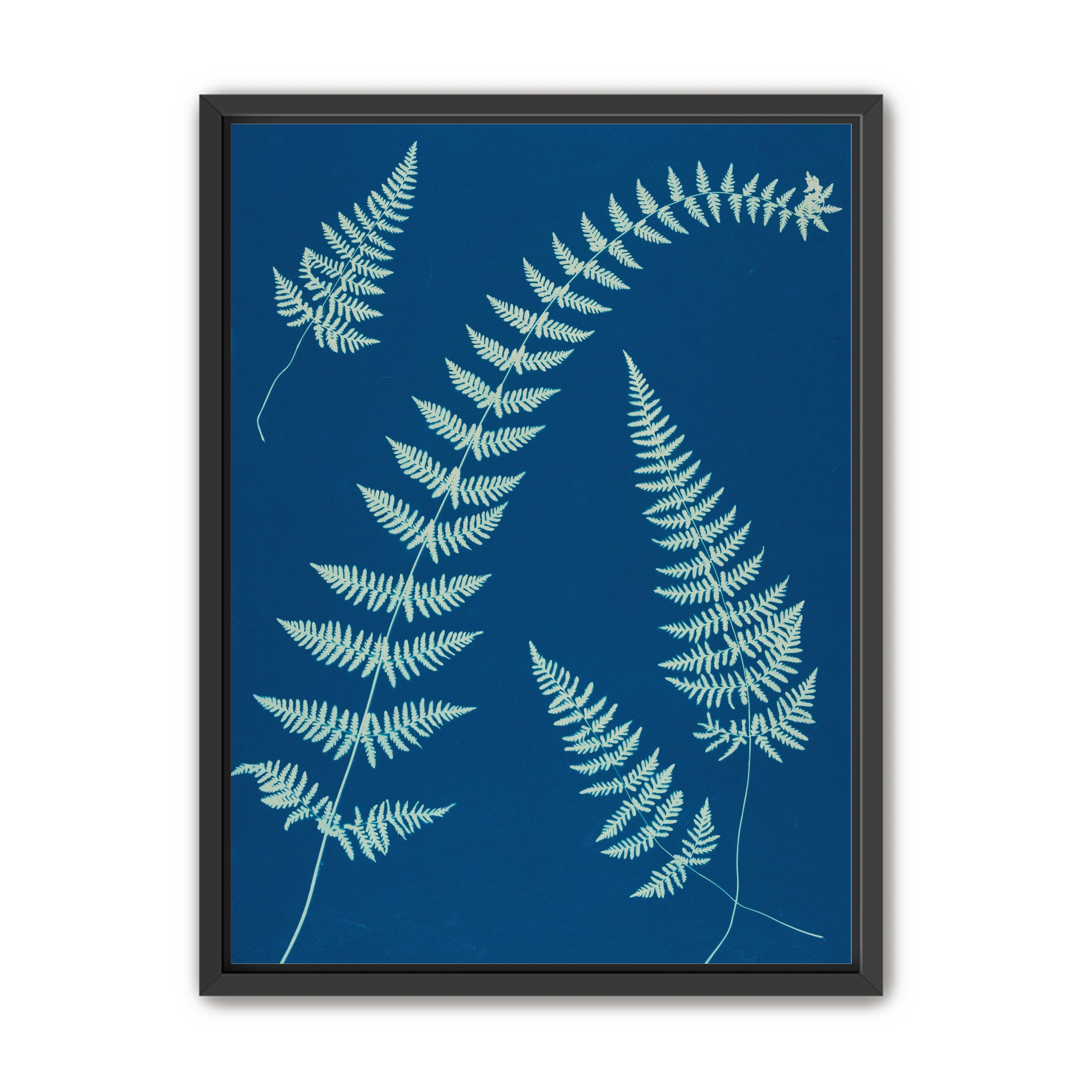 Fern shadows in blue