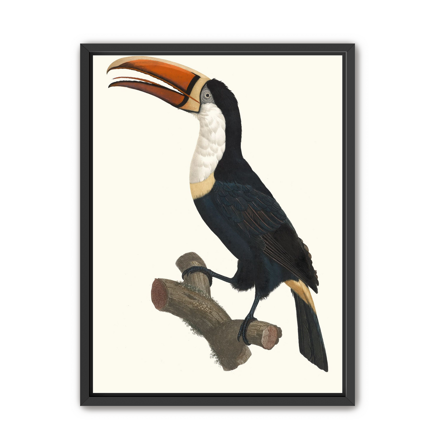 Hornbill on cut branch