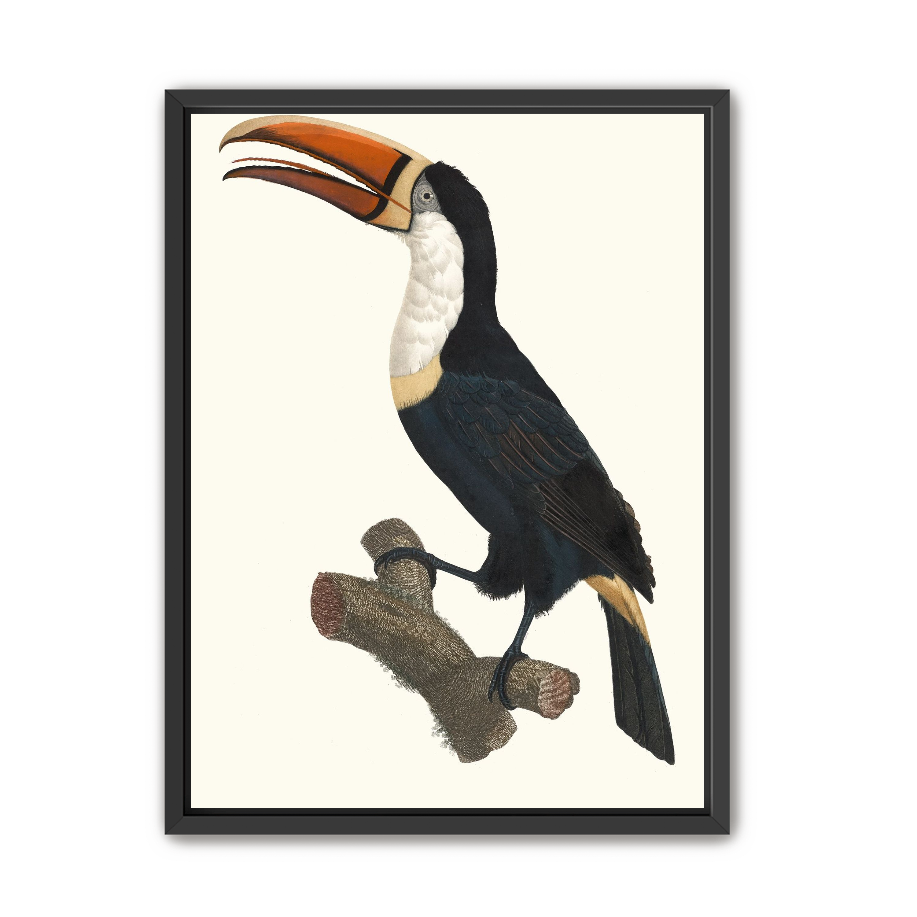 Hornbill on cut branch