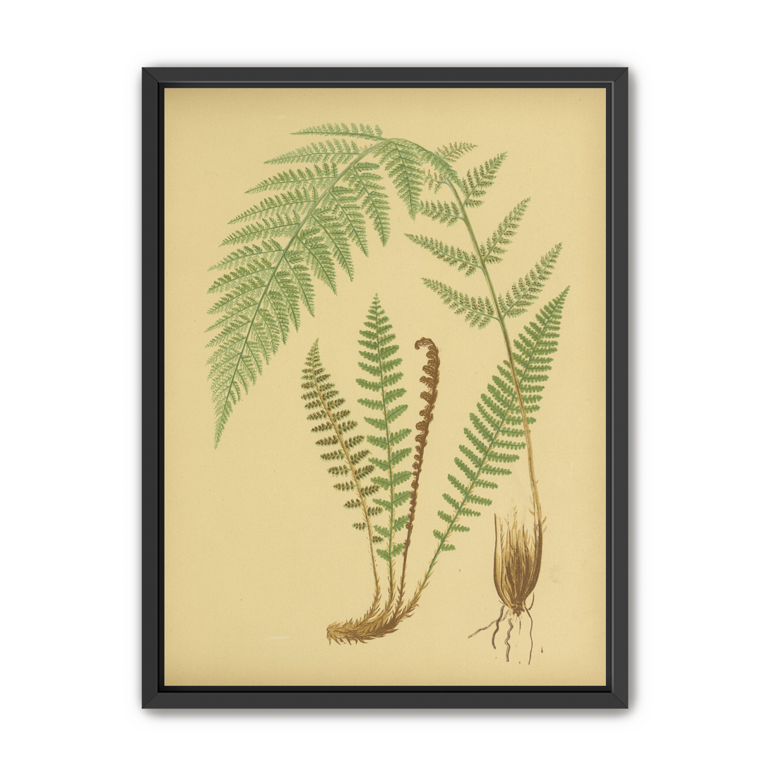 Fern fronds on tan paper