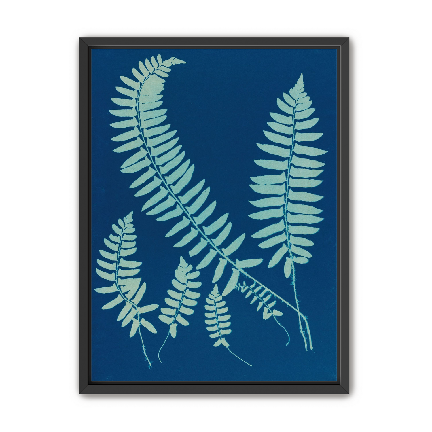 Fern shadows in blue