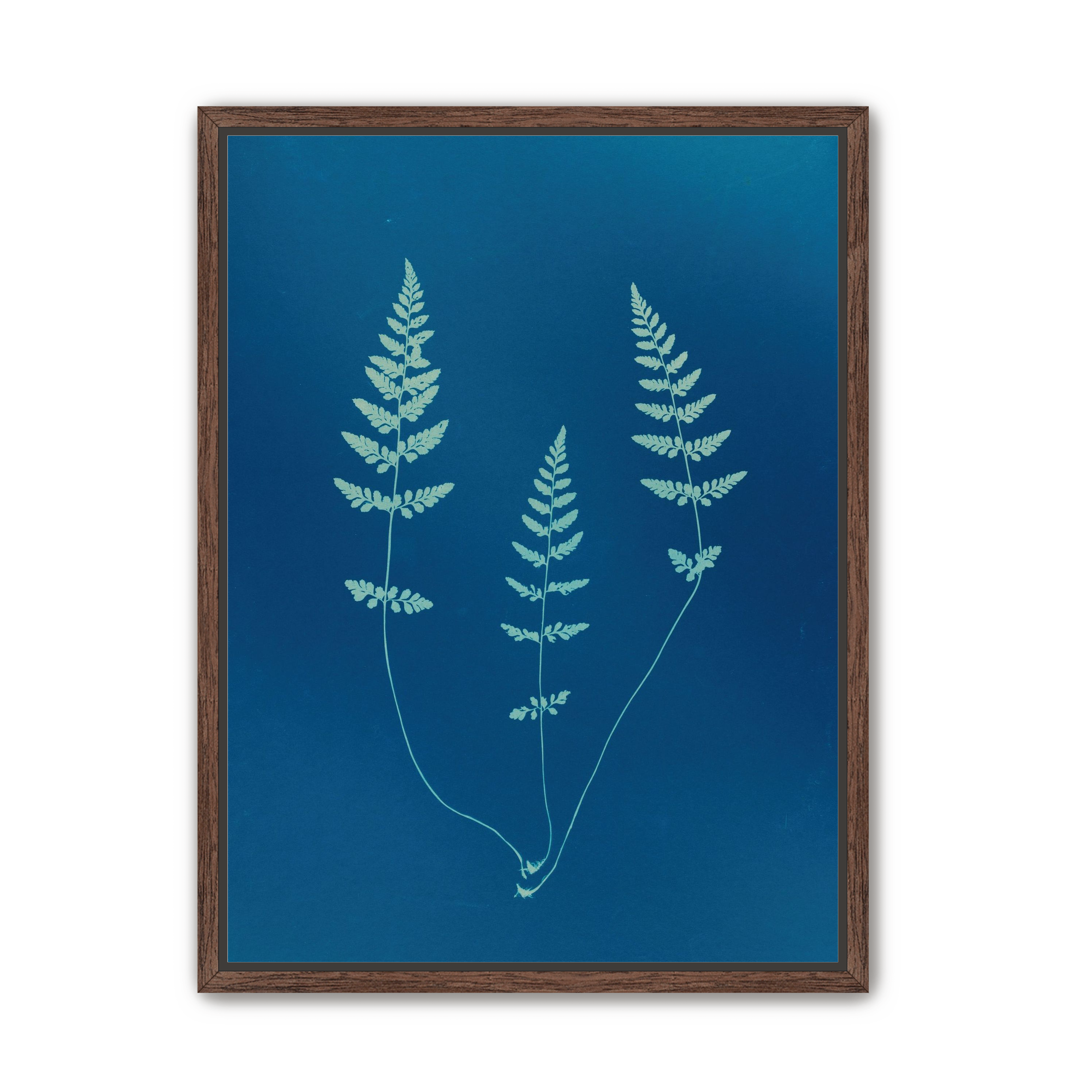 Three ferns in blue