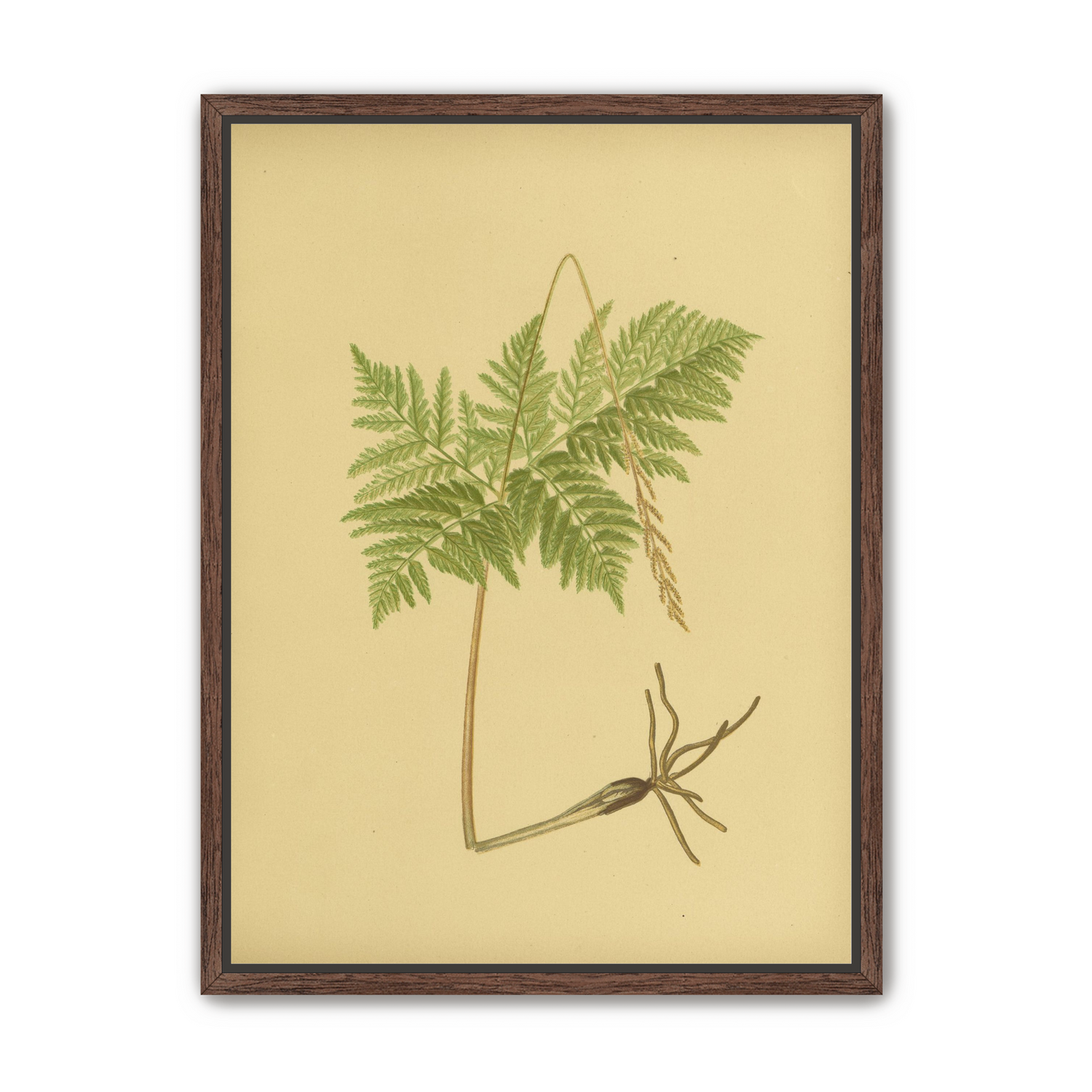 Fern fronds above bare roots