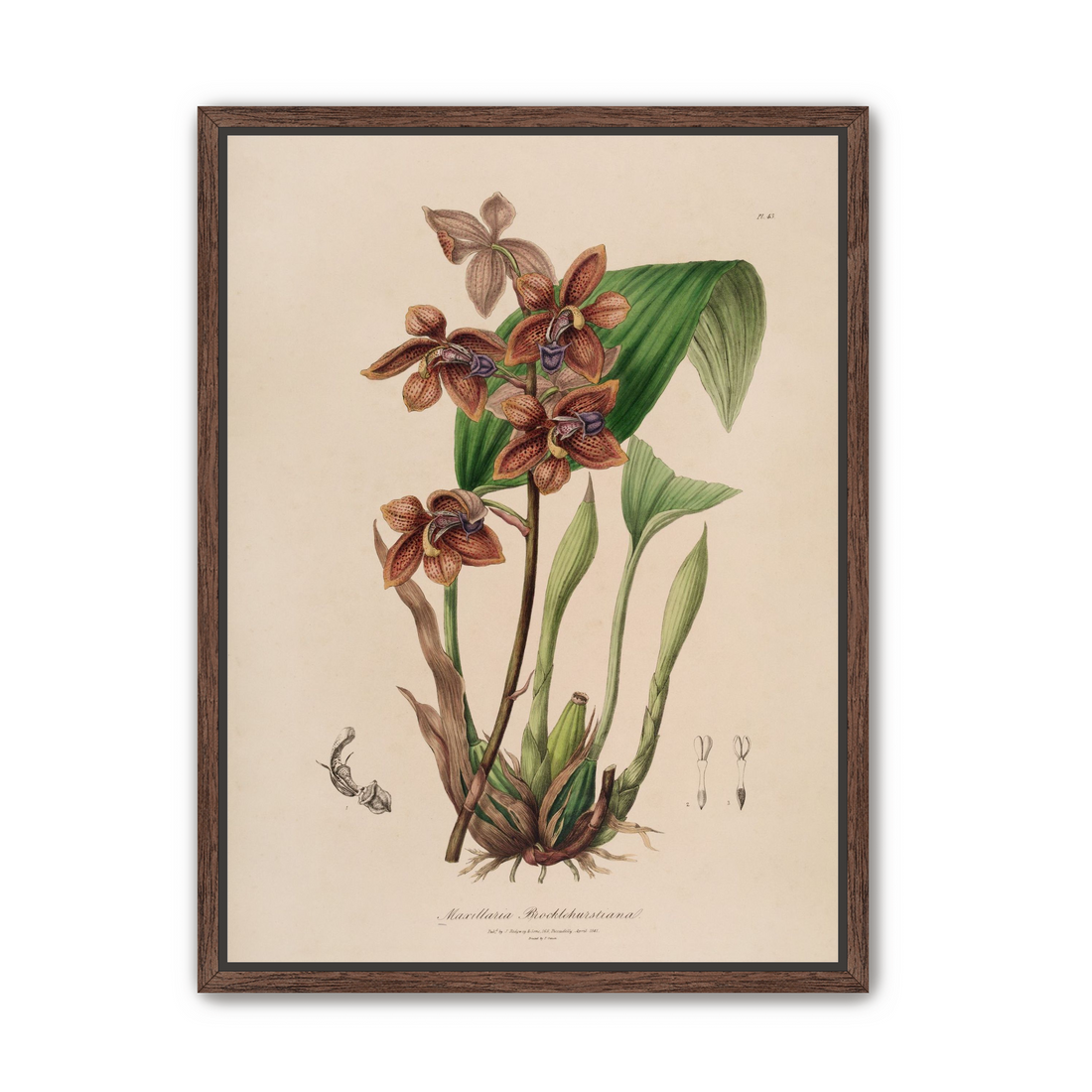 Speckled orchids on pale paper