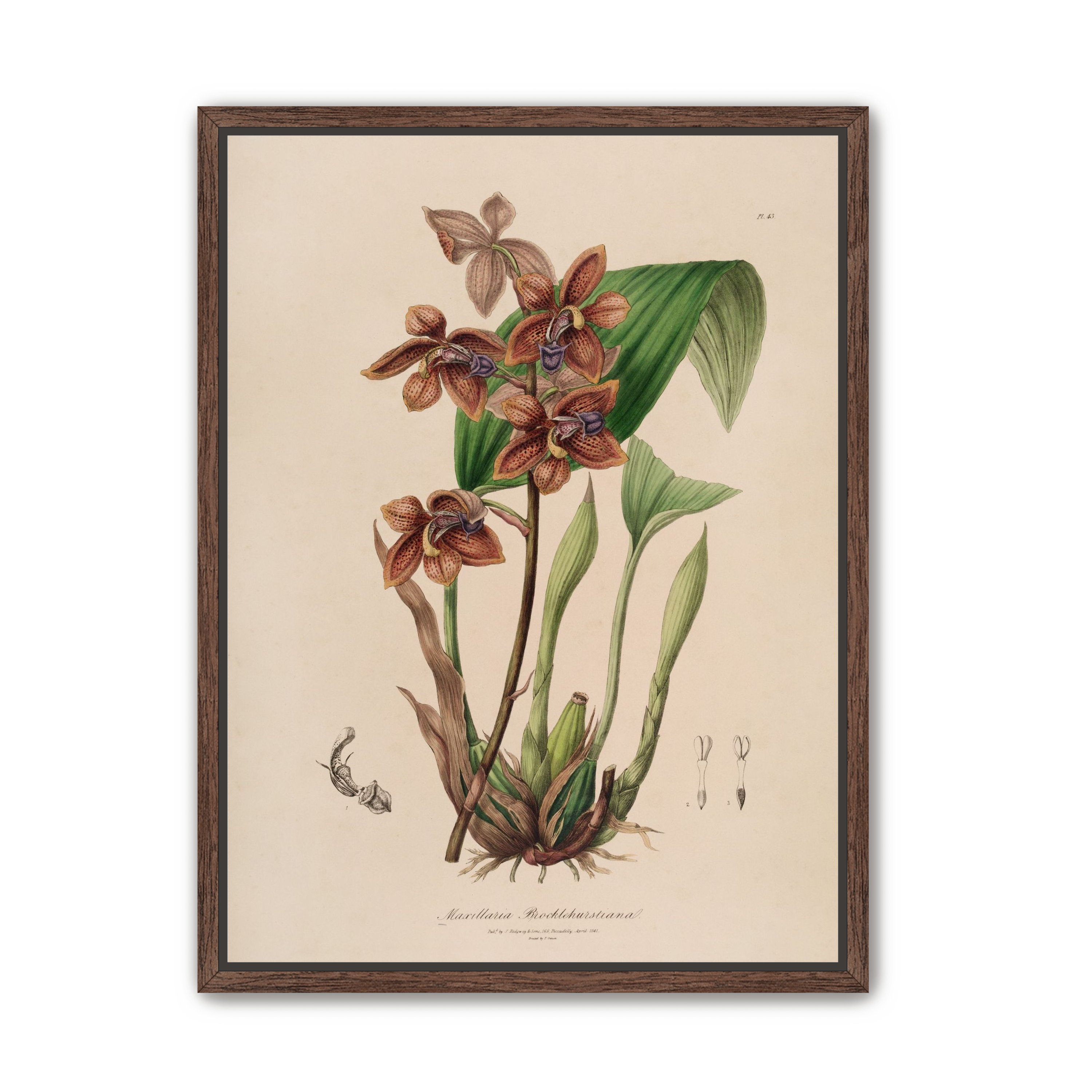 Speckled orchids on pale paper