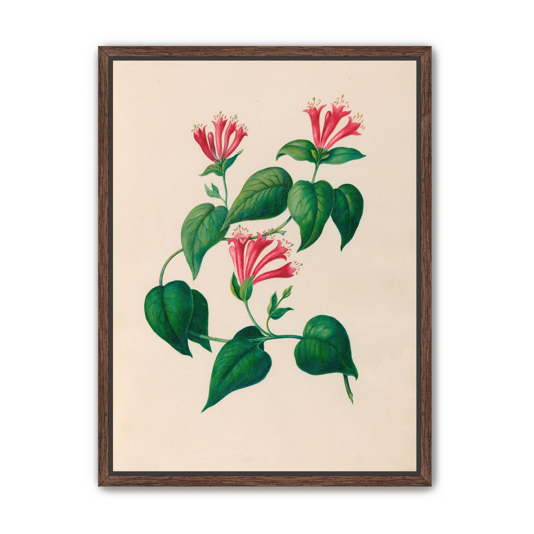 Three trumpets on a vine