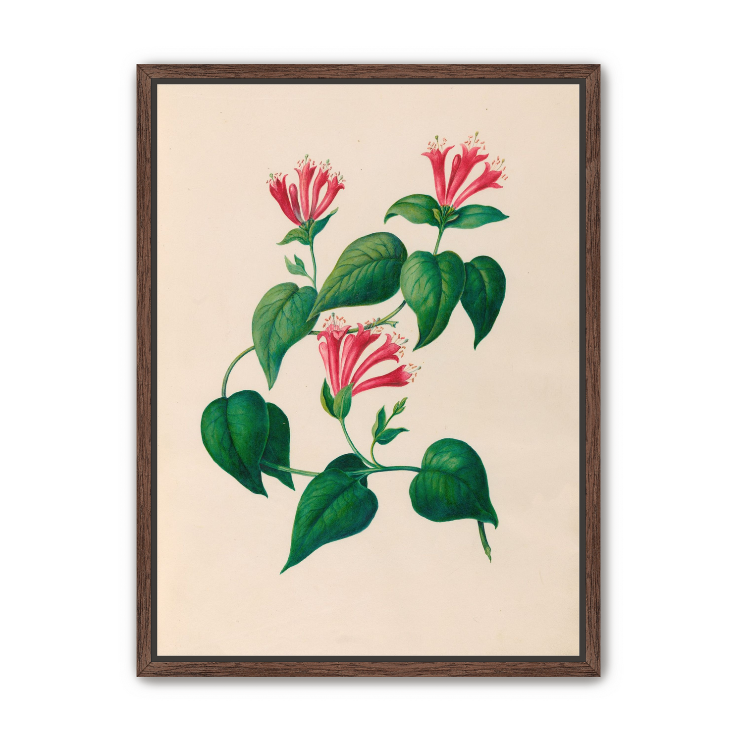 Three trumpets on a vine