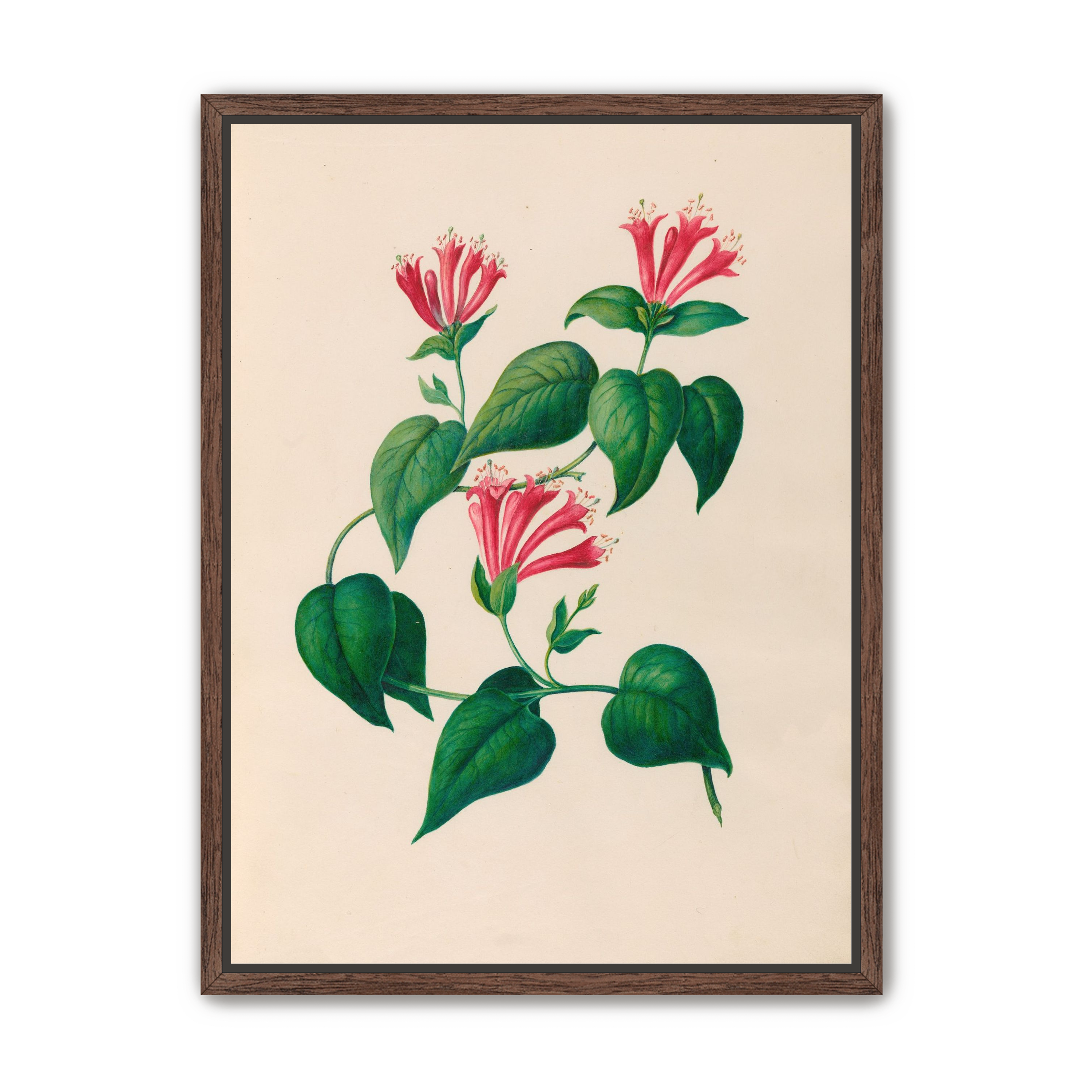 Three trumpets on a vine