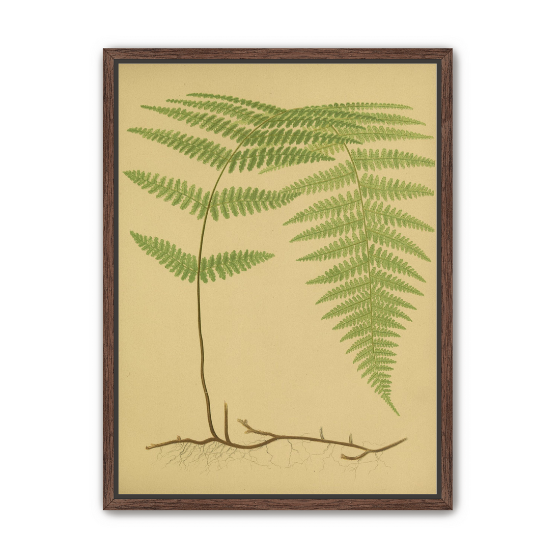 Green frond on tan paper