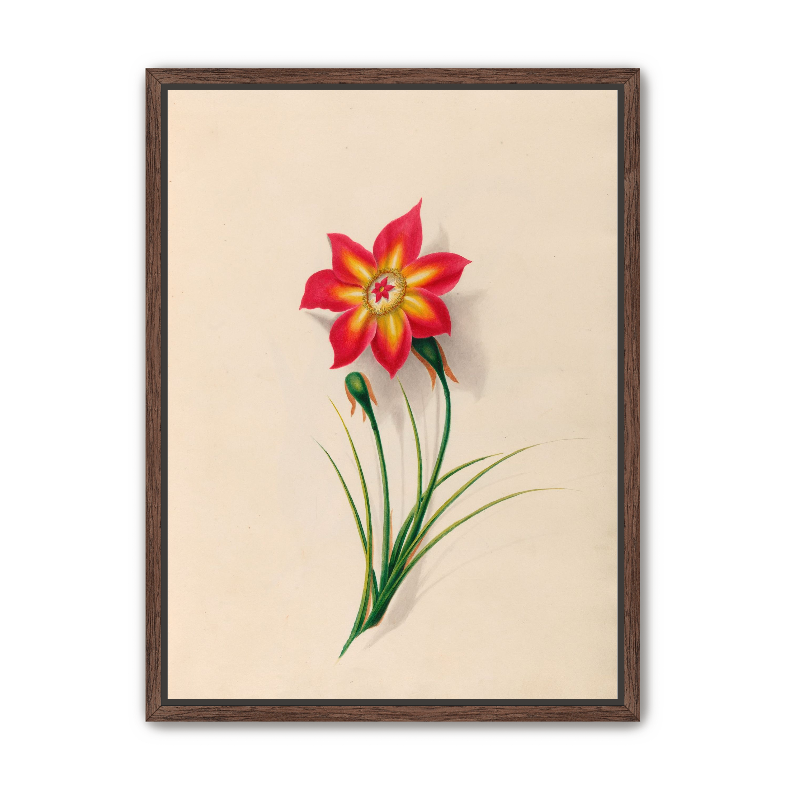 One flower above two buds