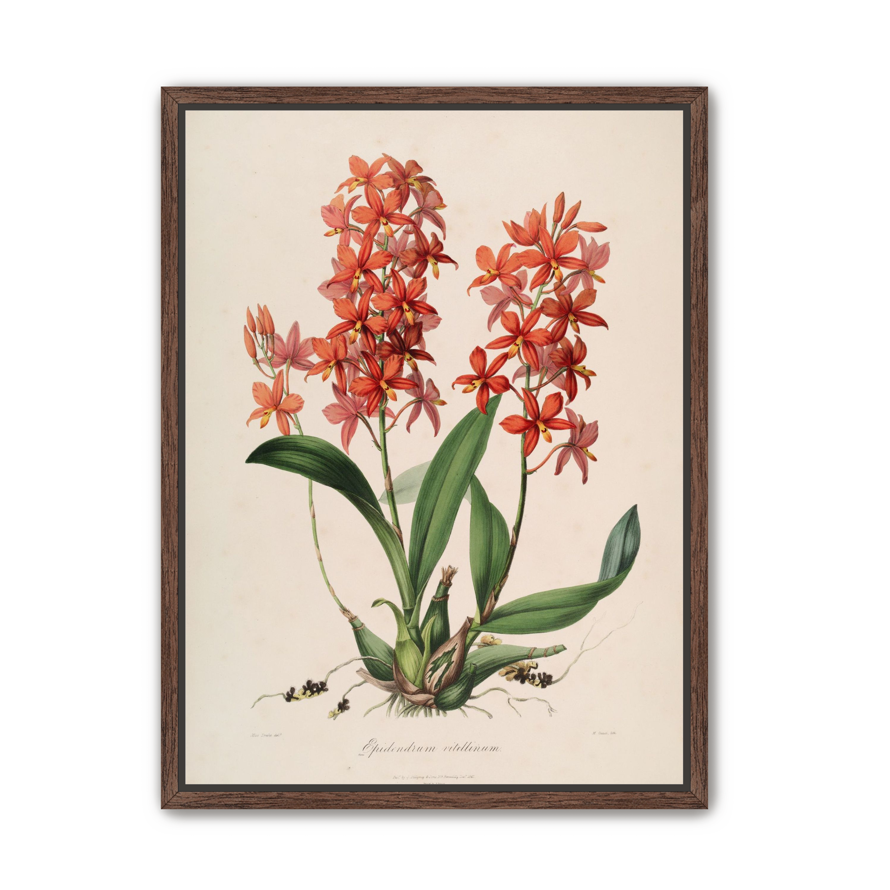 Red orchids on white paper