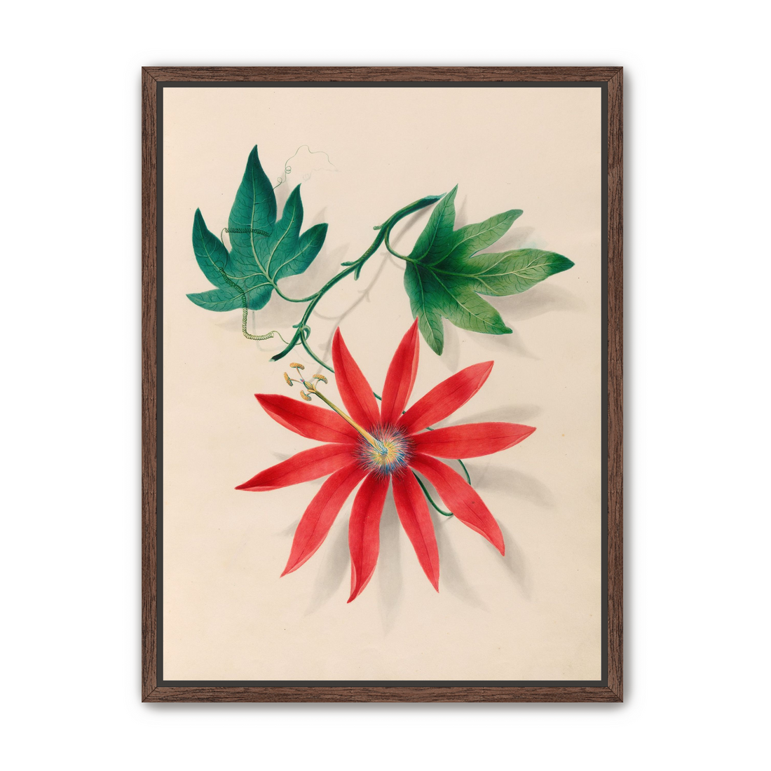 Red bloom on green vine