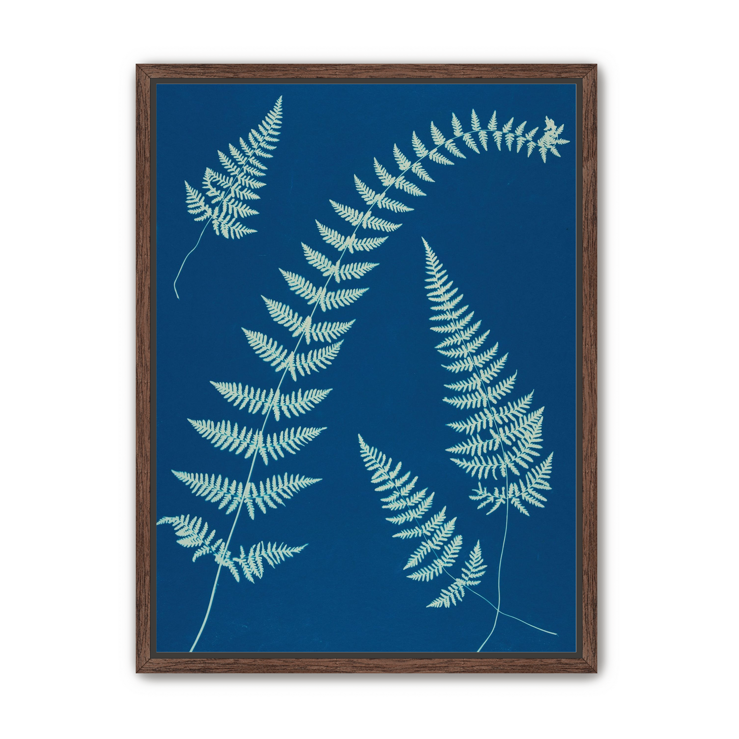 Fern shadows in blue