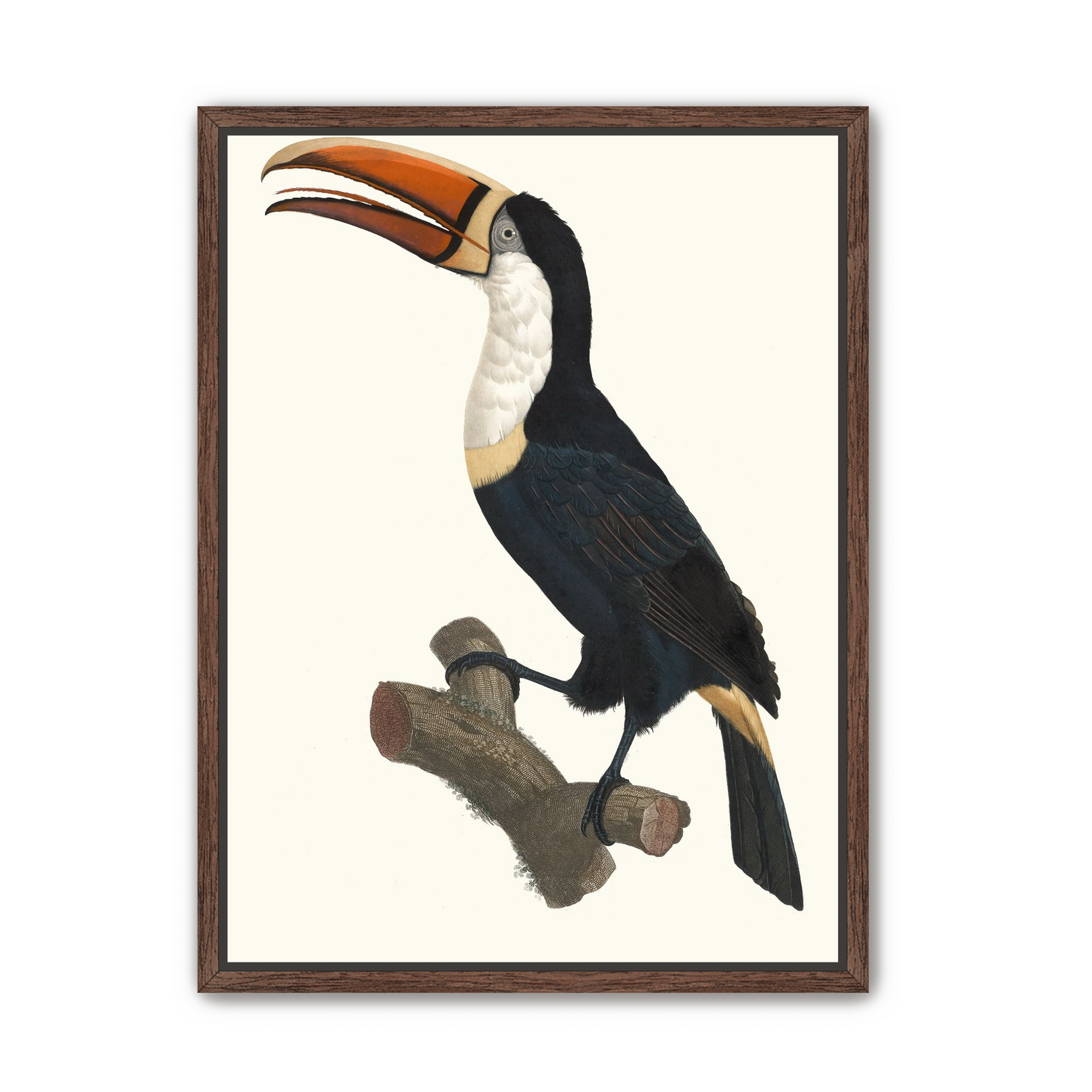 Hornbill on cut branch