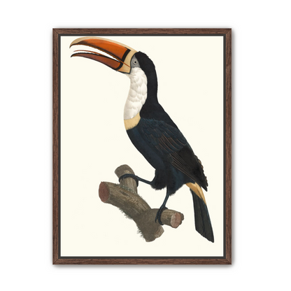 Hornbill on cut branch