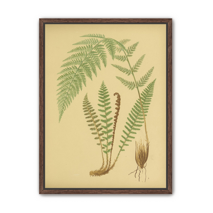Fern fronds on tan paper