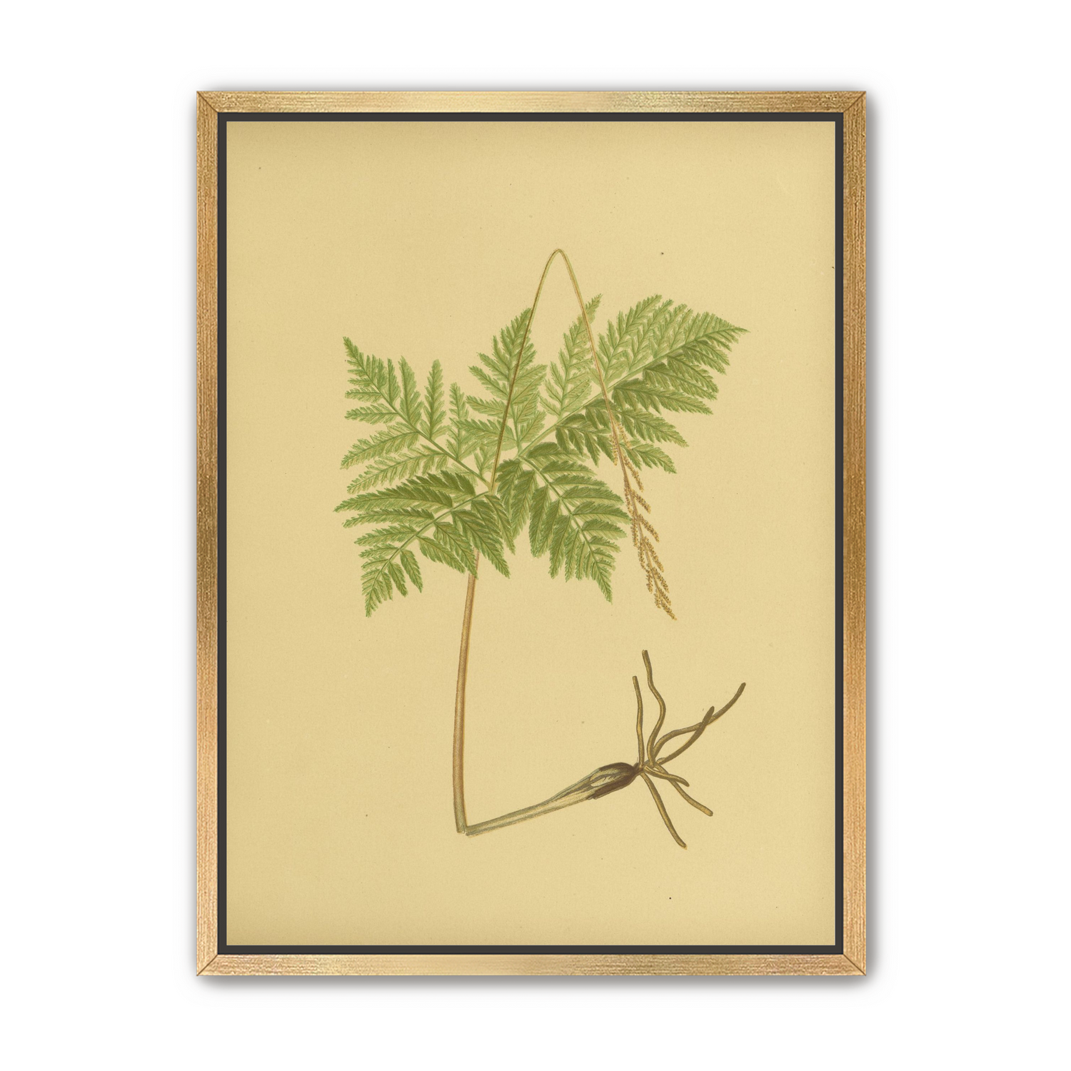 Fern fronds above bare roots