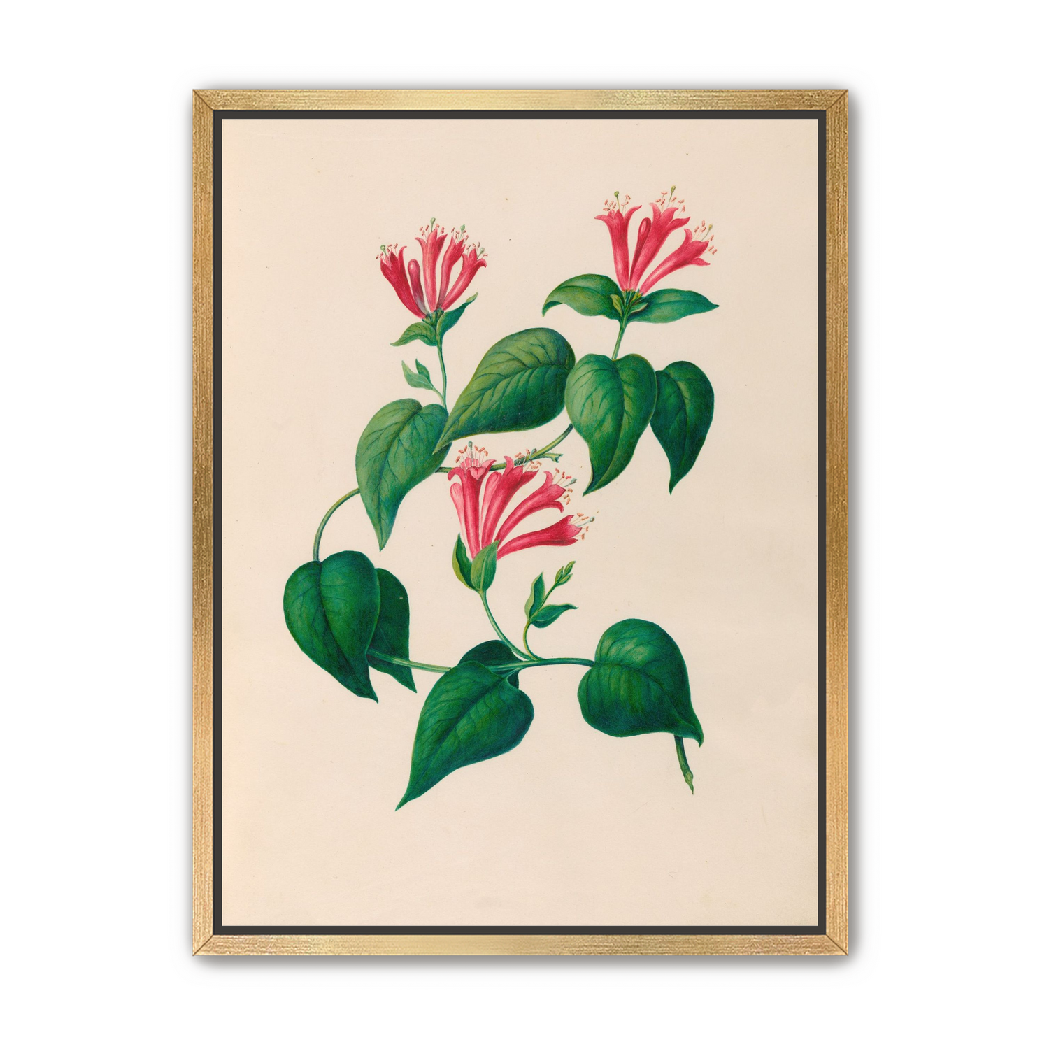 Three trumpets on a vine