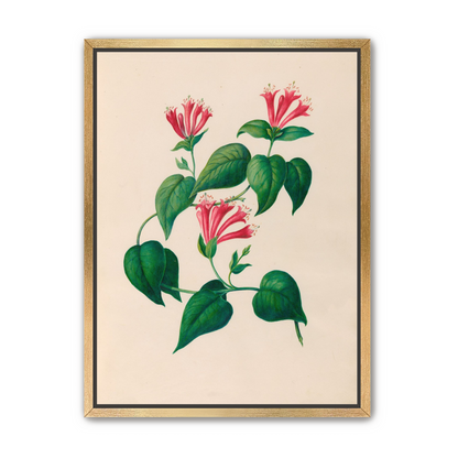 Three trumpets on a vine