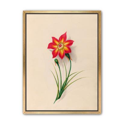 One flower above two buds