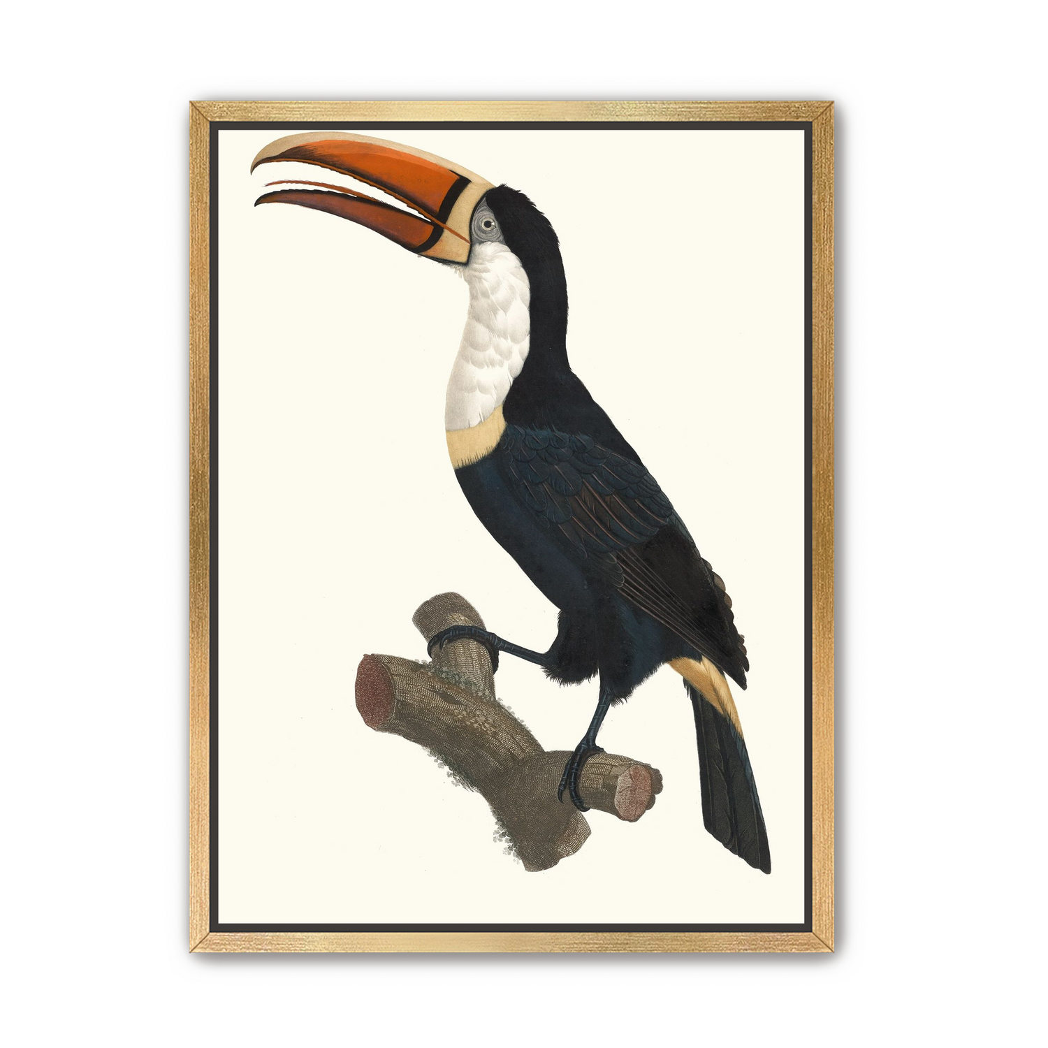 Hornbill on cut branch