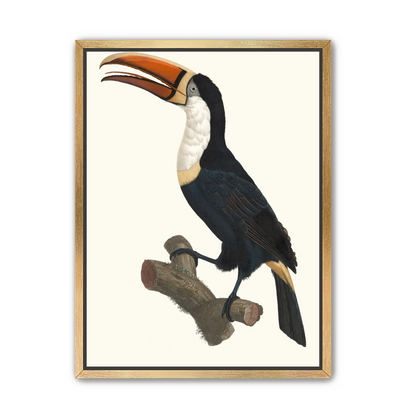 Hornbill on cut branch