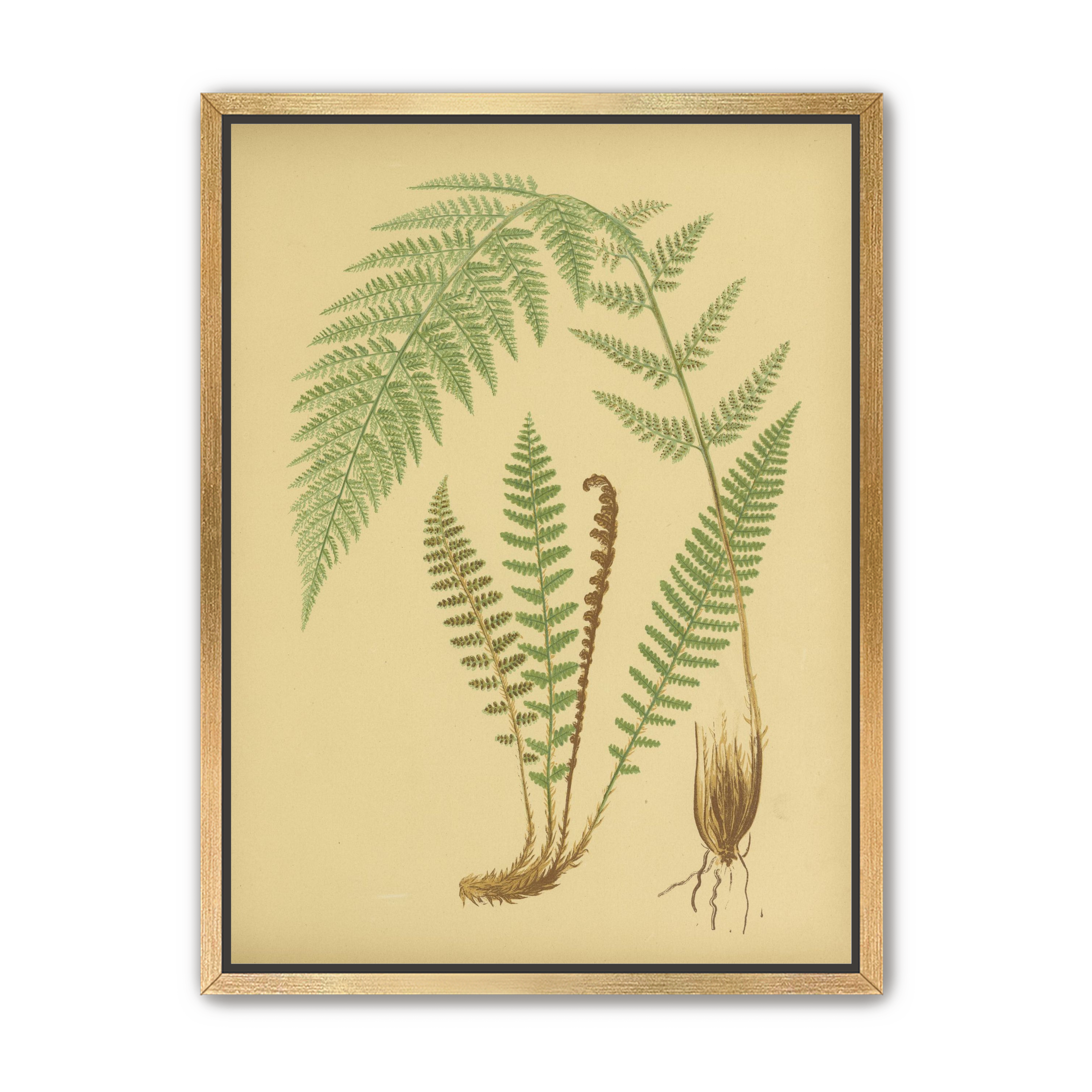 Fern fronds on tan paper