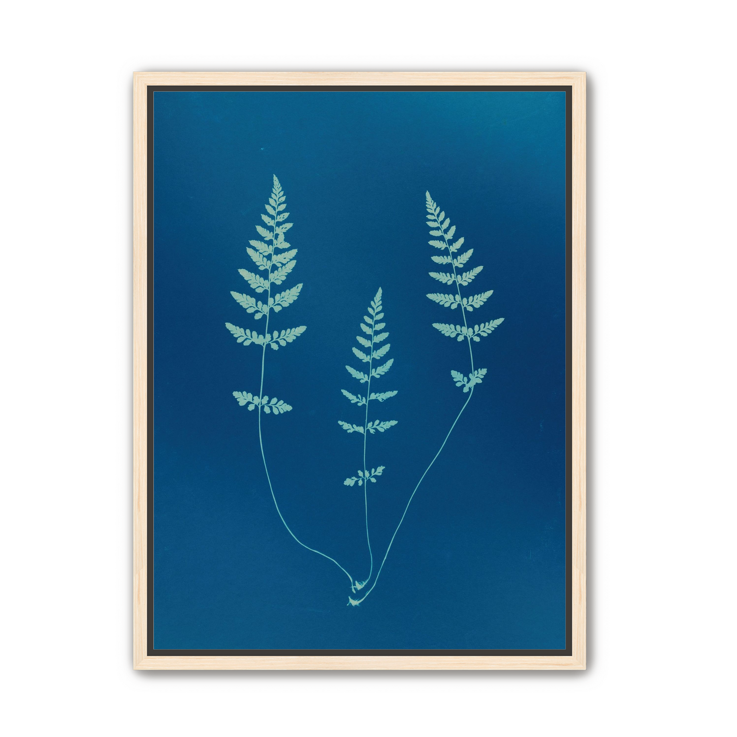 Three ferns in blue