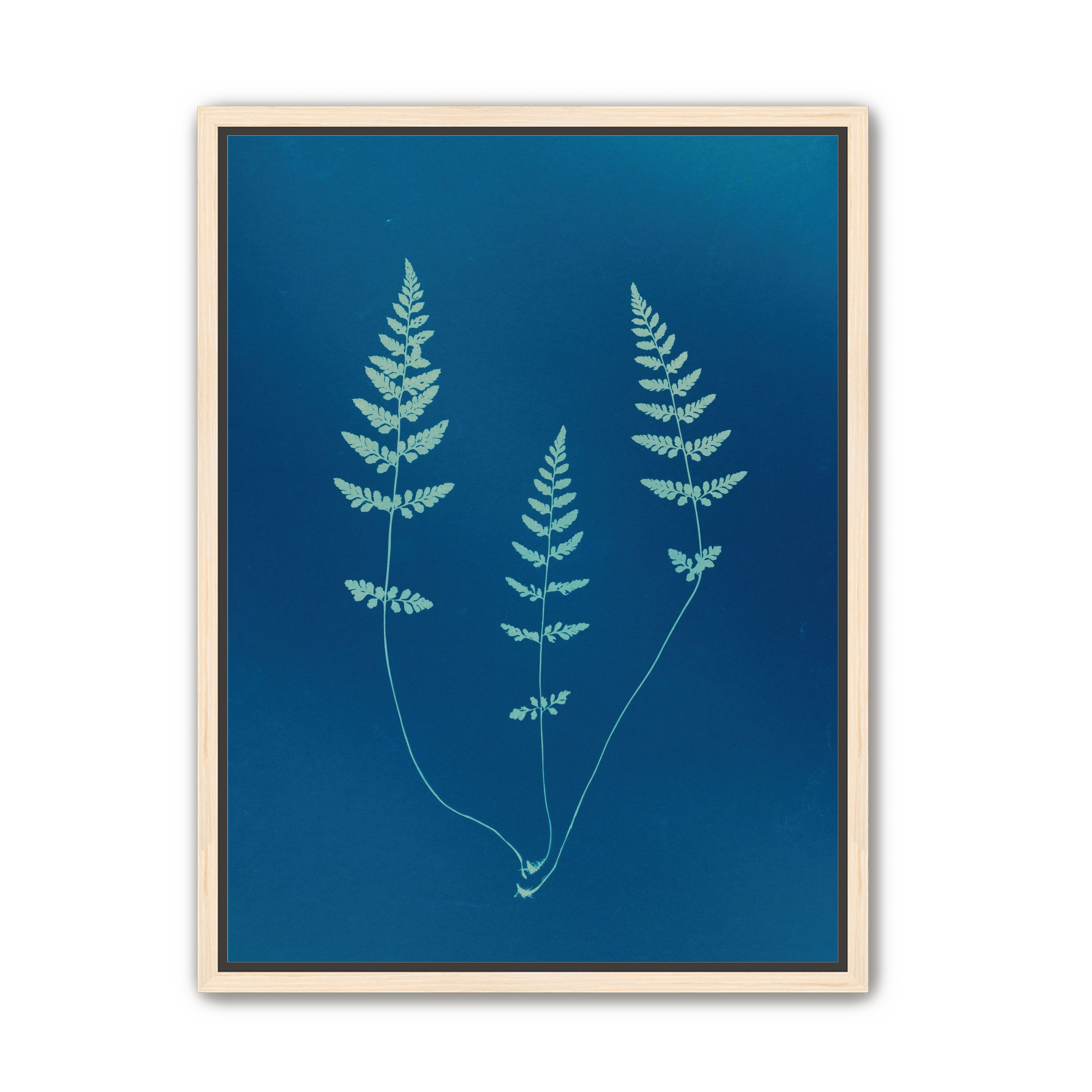 Three ferns in blue