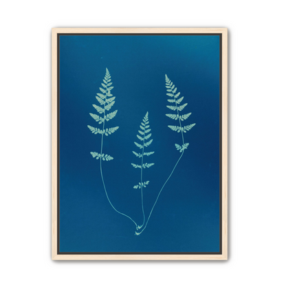Three ferns in blue