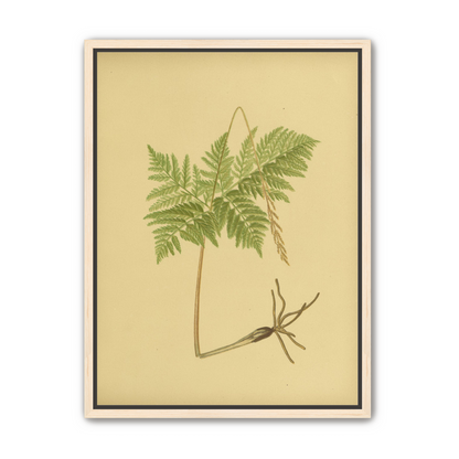 Fern fronds above bare roots