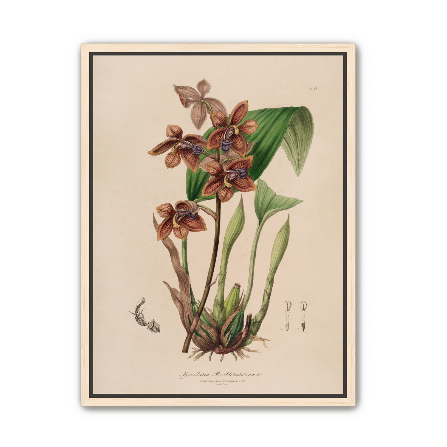 Speckled orchids on pale paper
