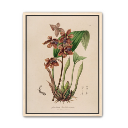 Speckled orchids on pale paper