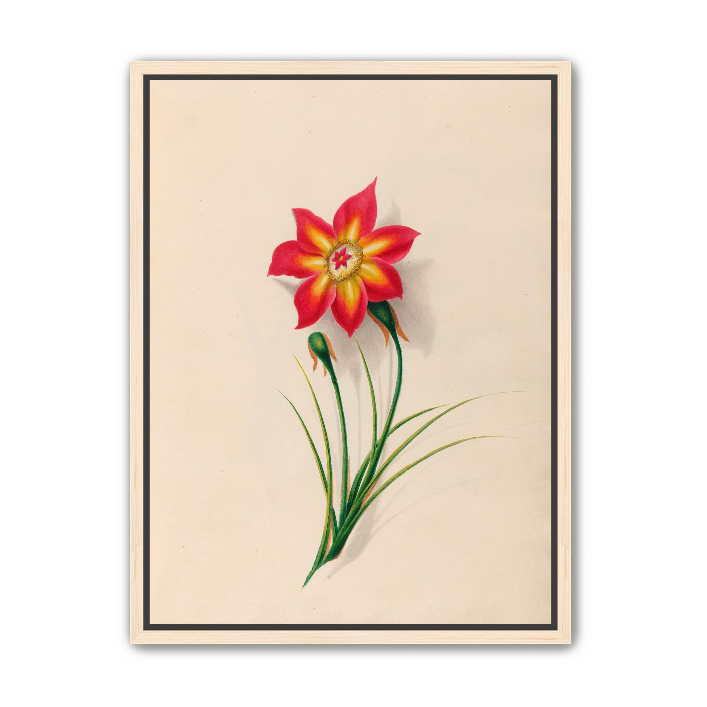 One flower above two buds