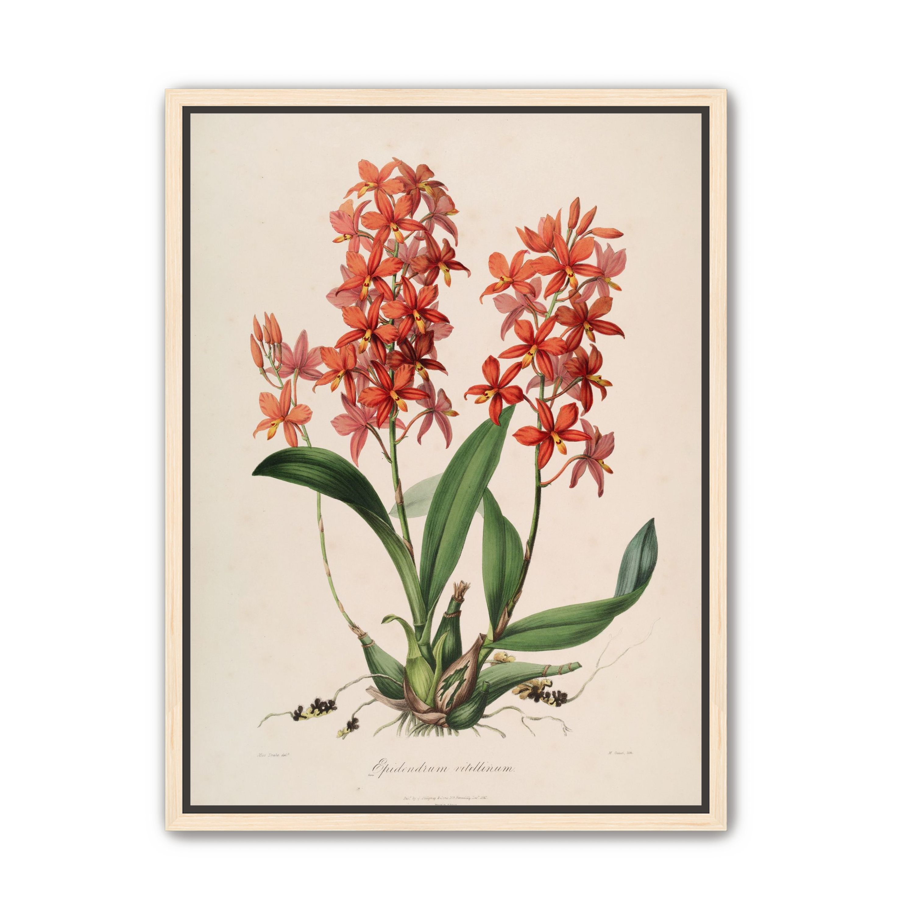Red orchids on white paper