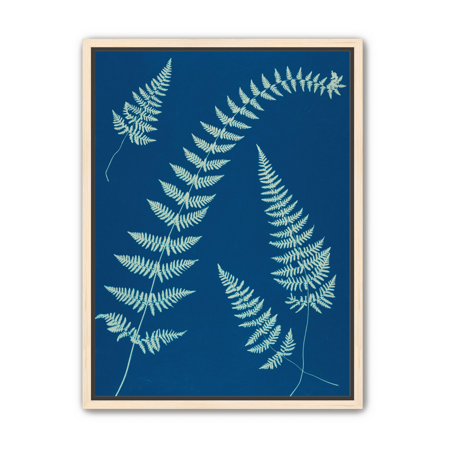 Fern shadows in blue