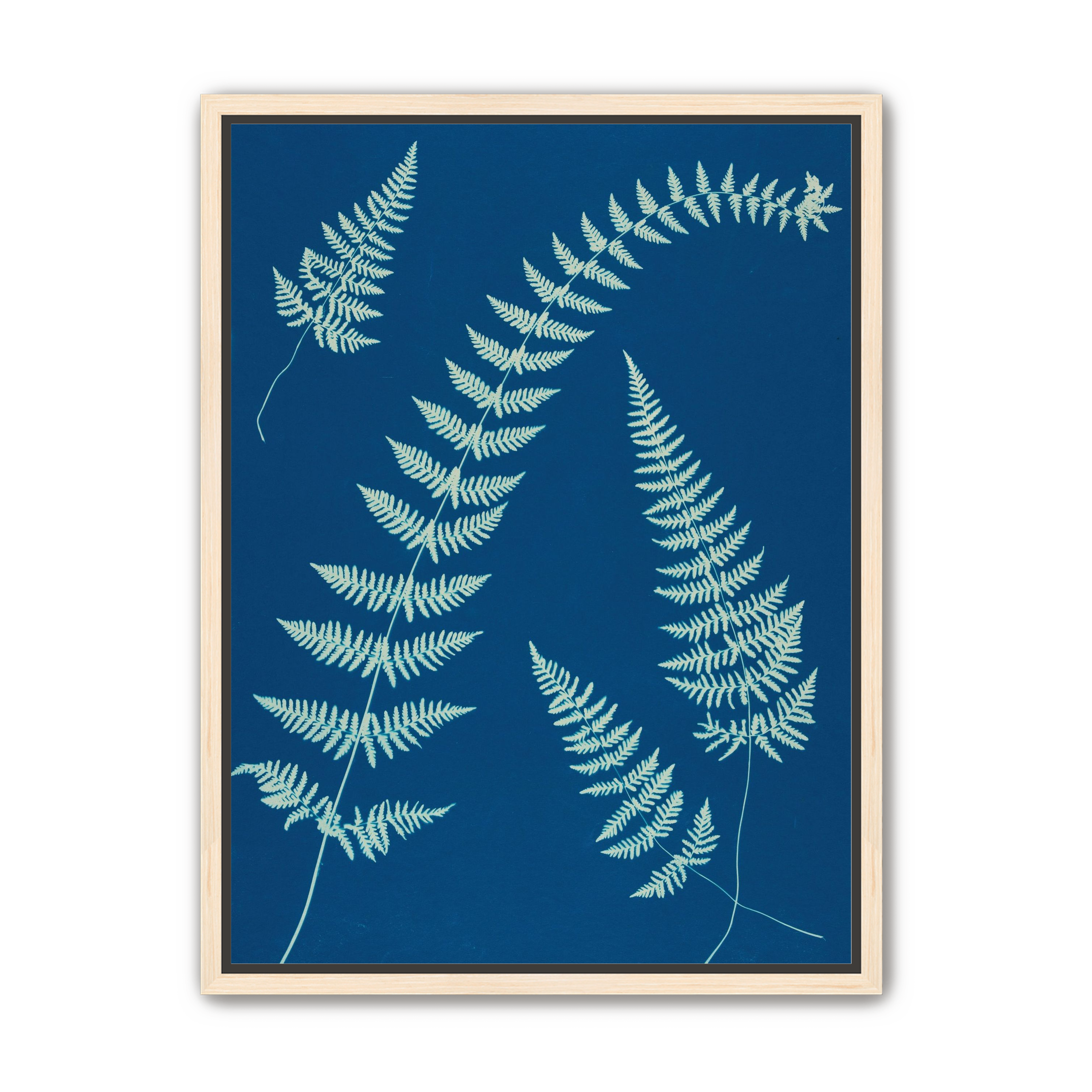 Fern shadows in blue
