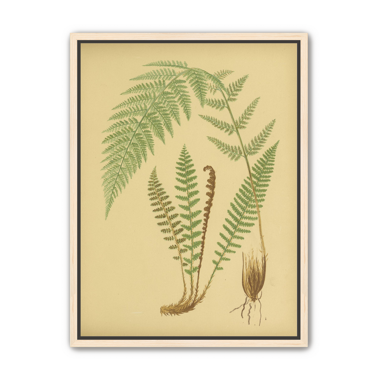 Fern fronds on tan paper