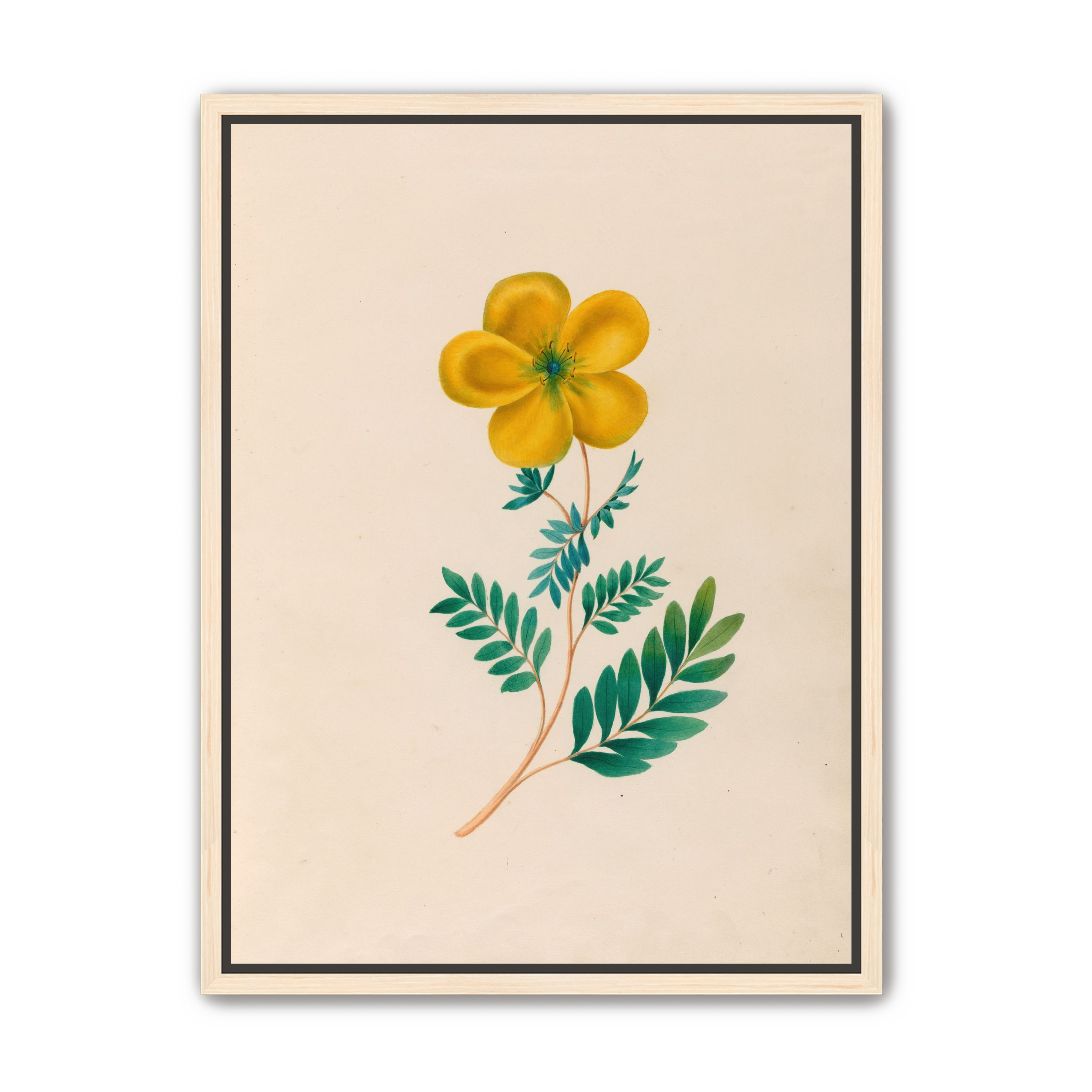 Yellow flower on pale paper