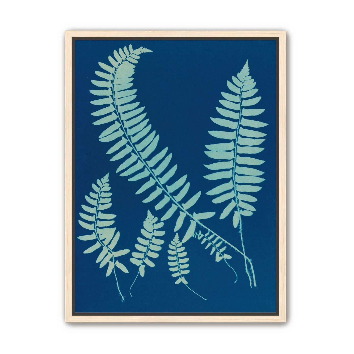 Fern shadows in blue