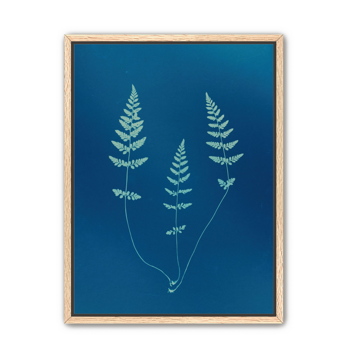 Three ferns in blue
